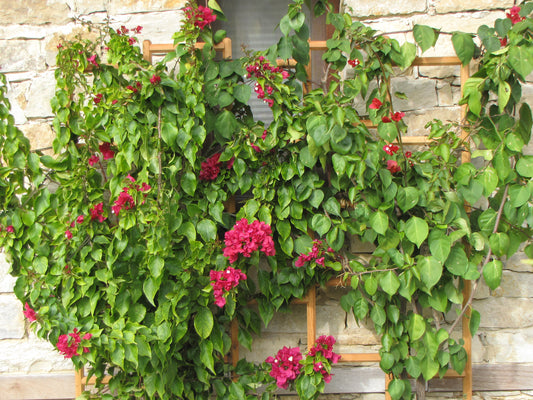 treillis mural Robinia-Pro classique