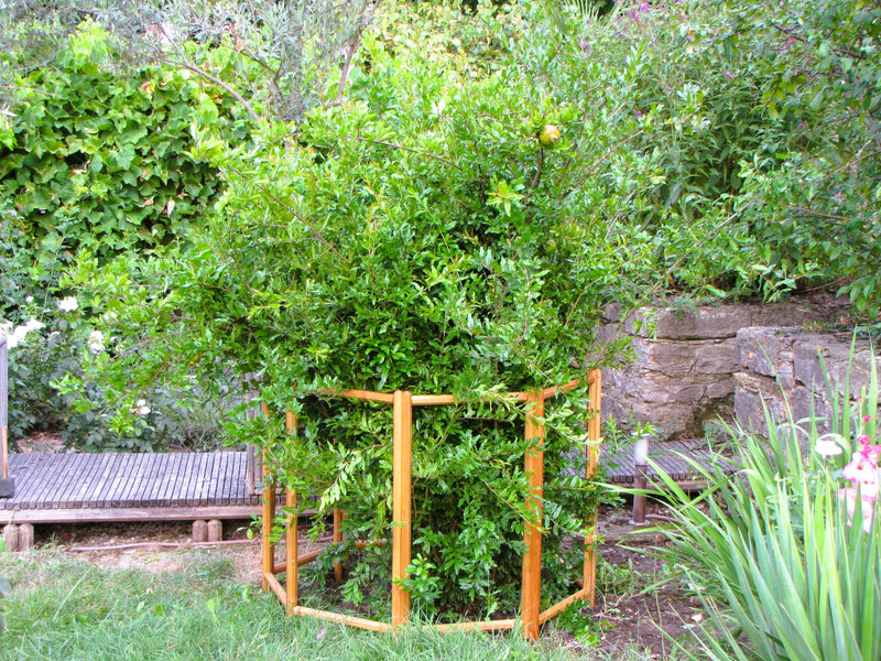 Support octogonal pour arbustes Robinia-Pro