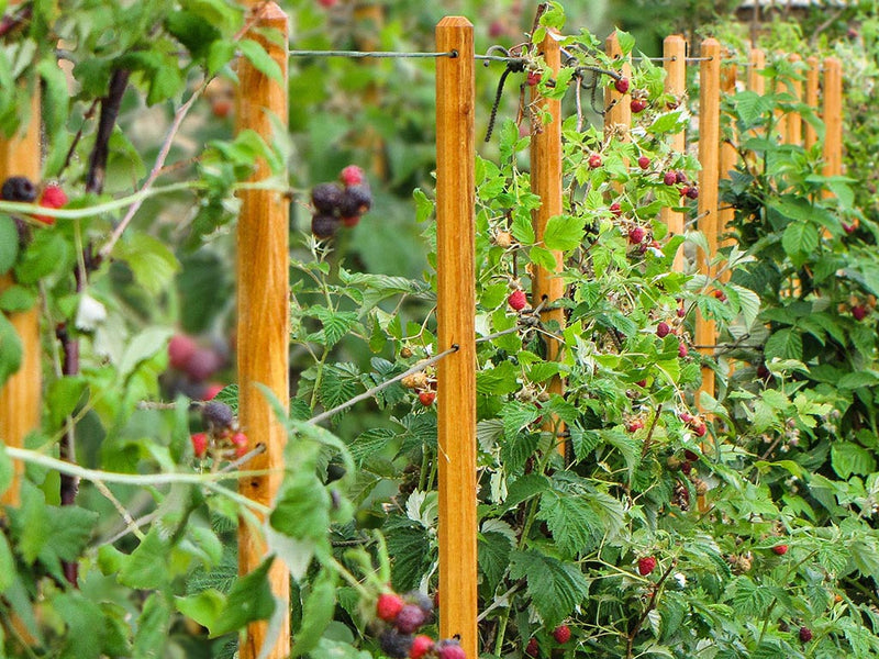 robinia-pro KIT DE SUPPORT POUR ARBRES