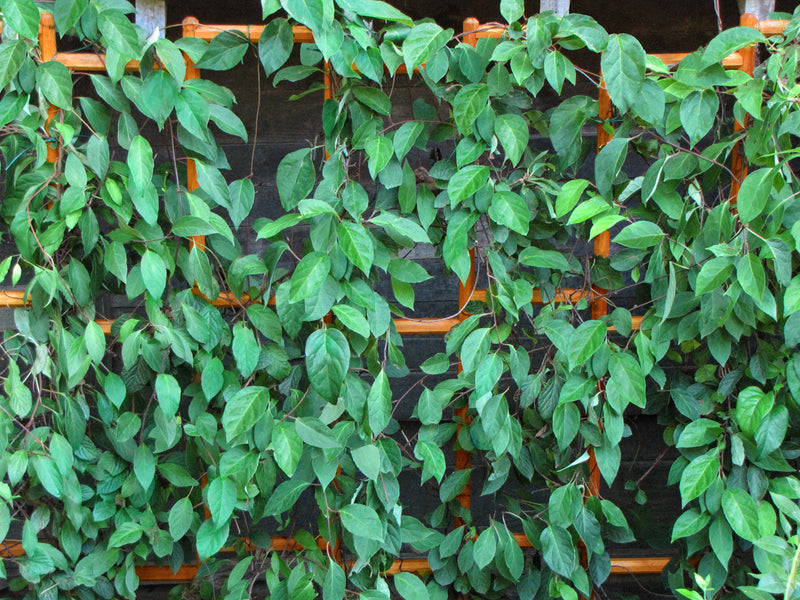 Treillis mural Robinia-Pro japonais 