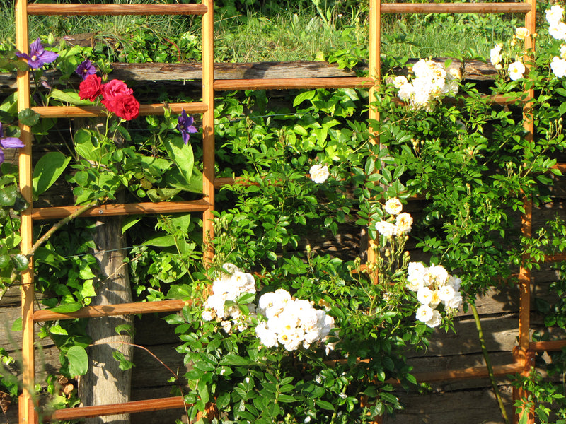 treillis autoportant Robinia-Pro, grille 51x26 cm