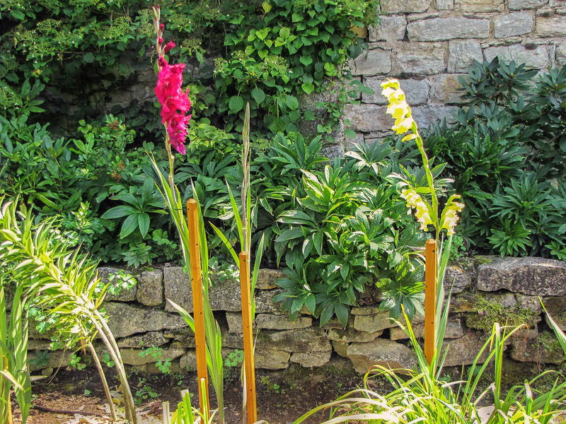 robinia-pro KIT DE SUPPORT POUR ARBRES