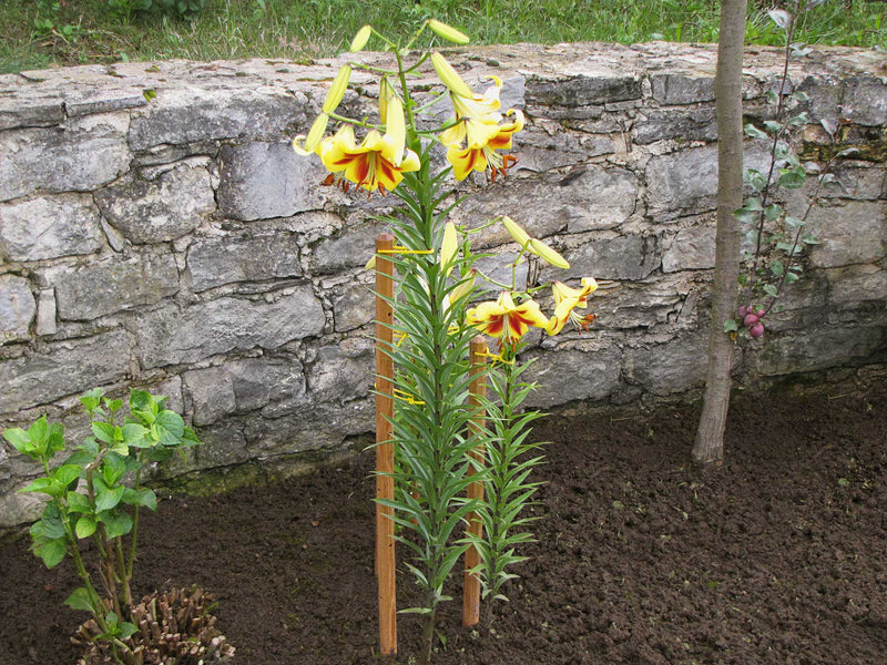 robinia-pro KIT DE SUPPORT POUR ARBRES