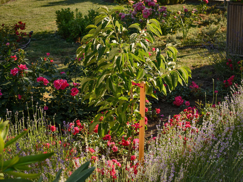 robinia-pro KIT DE SUPPORT POUR ARBRES