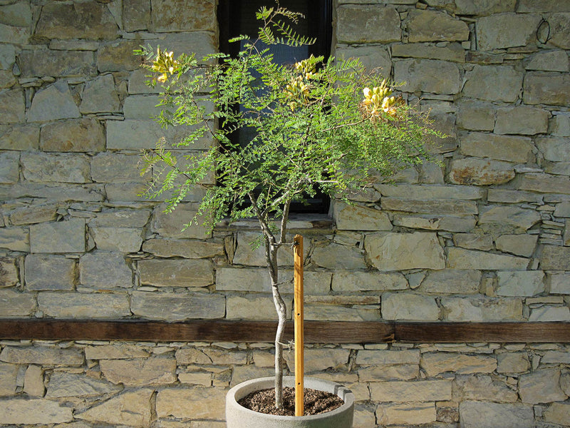 robinia-pro KIT DE SUPPORT POUR ARBRES