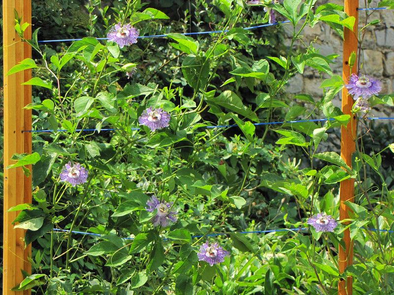 robinia-pro KIT DE SUPPORT POUR ARBRES