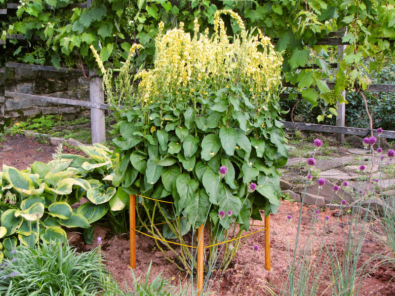 robinia-pro KIT DE SUPPORT POUR ARBRES