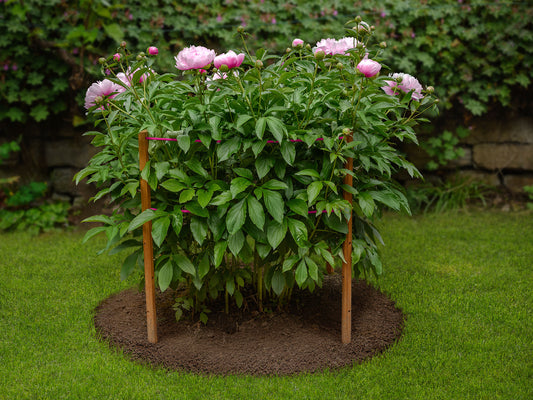 Supports robinia-pro pour pivoines, dahlias et autres plantes vivaces