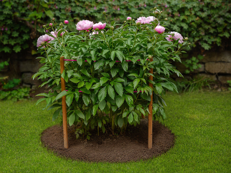 Supports robinia-pro pour pivoines, dahlias et autres plantes vivaces