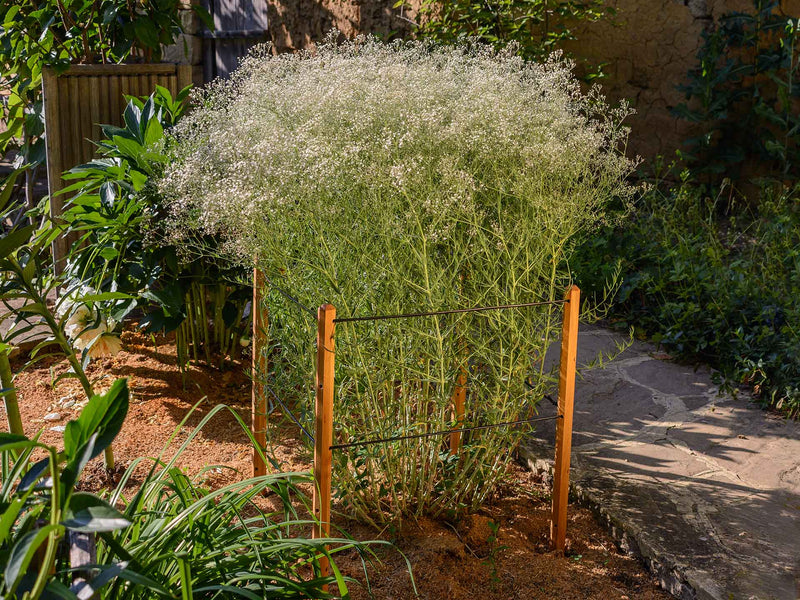 robinia-pro KIT DE SUPPORT POUR ARBRES