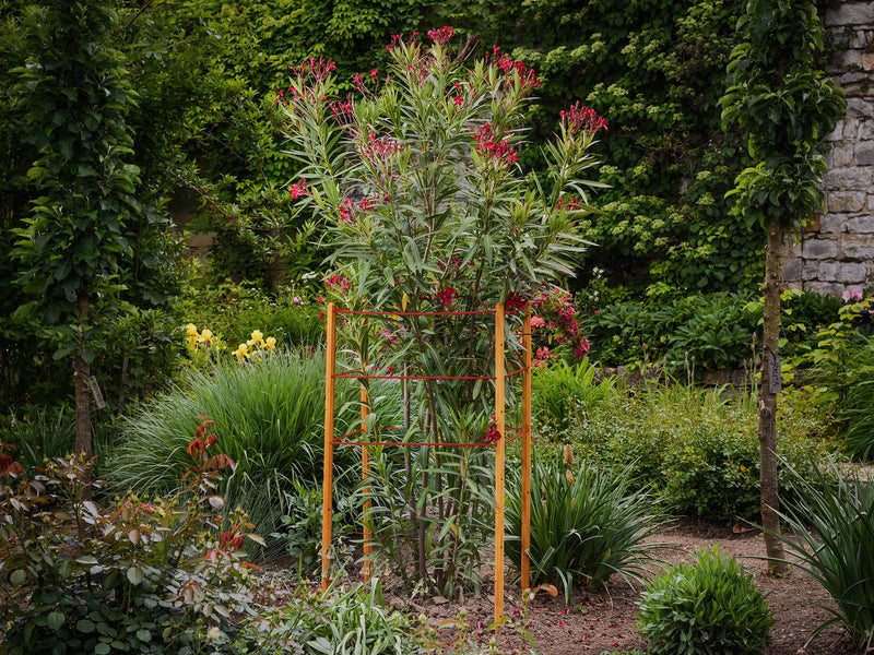 robinia-pro KIT DE SUPPORT POUR ARBRES