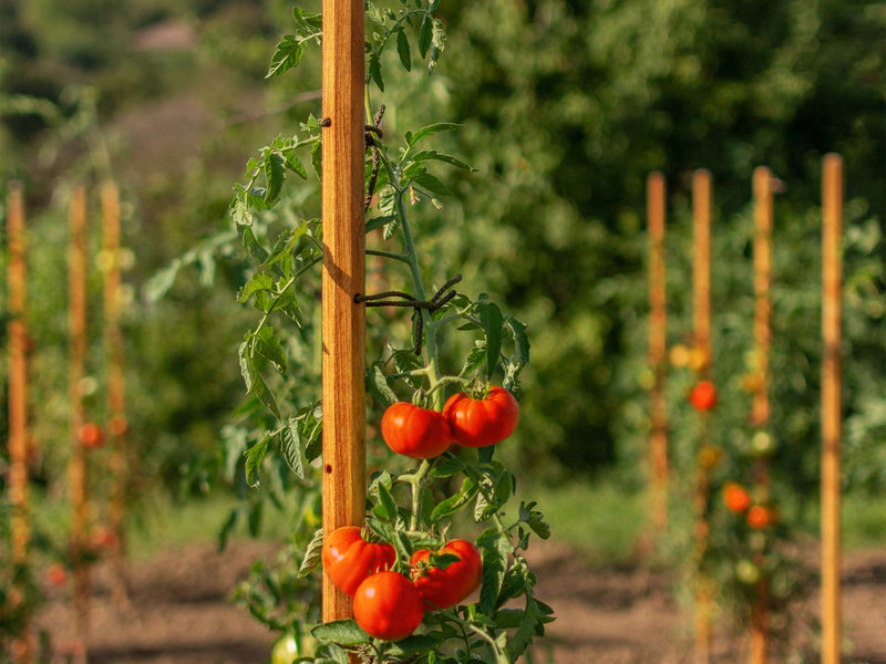 BÂTONNETS DE TOMATES robinia-pro